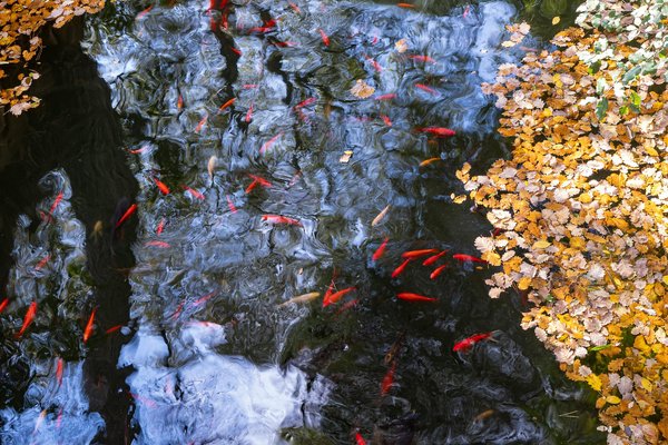 Quelles espèces de poissons sont recommandées pour un petit étang de jardin en climat tempéré ?