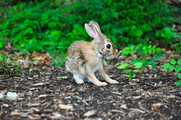 Protégez votre jardin contre les envahisseurs, optez pour le répulsif de lapin !